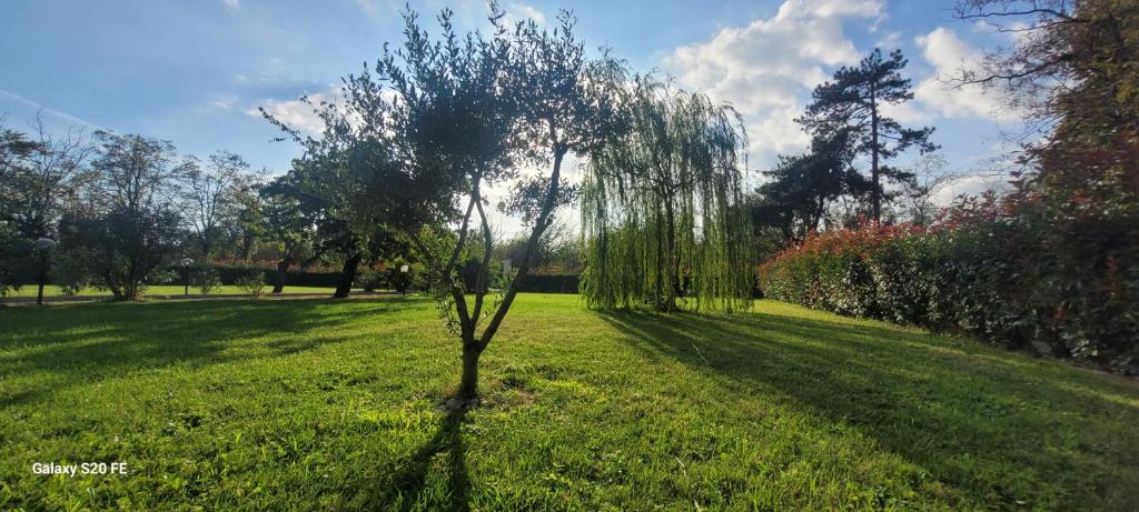 诺维利古雷Il giardino di Marianna的草场中间的树