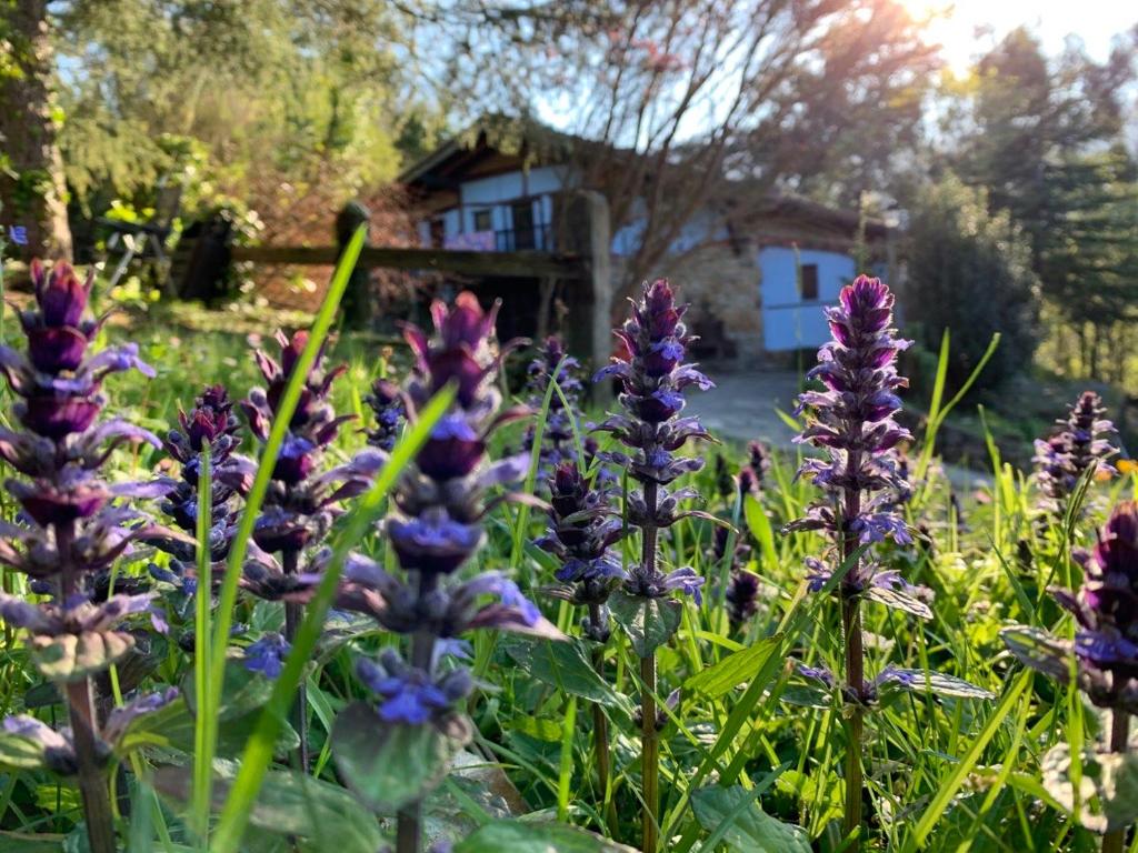 巴基奥Precioso caserío con jardín的紫色花田,有房子在后面