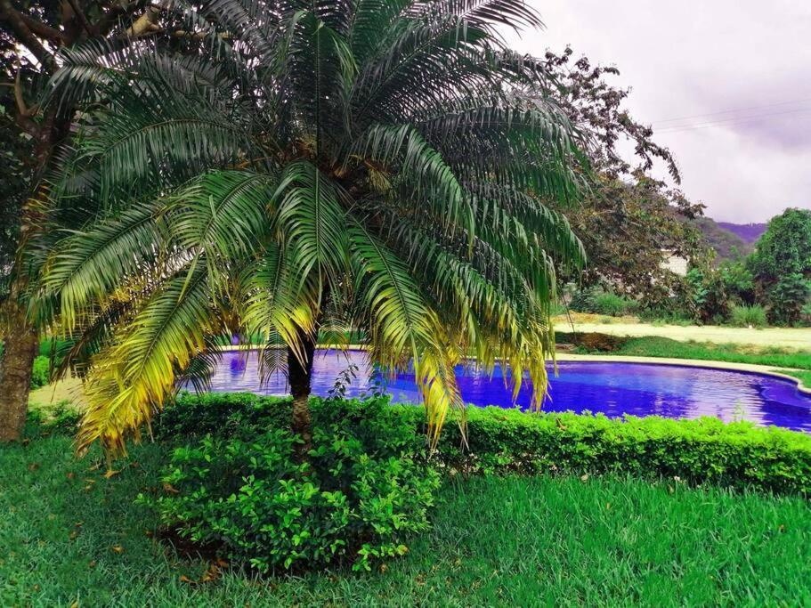 危地马拉Apartamento e109的游泳池前的棕榈树