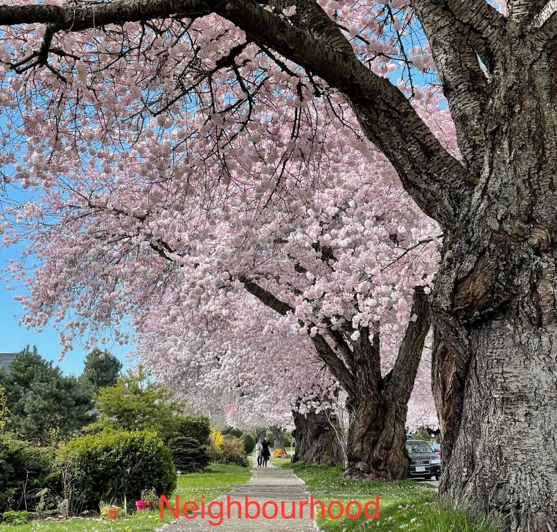 温哥华south vancouver guesthouse的公园里一棵花粉色的树