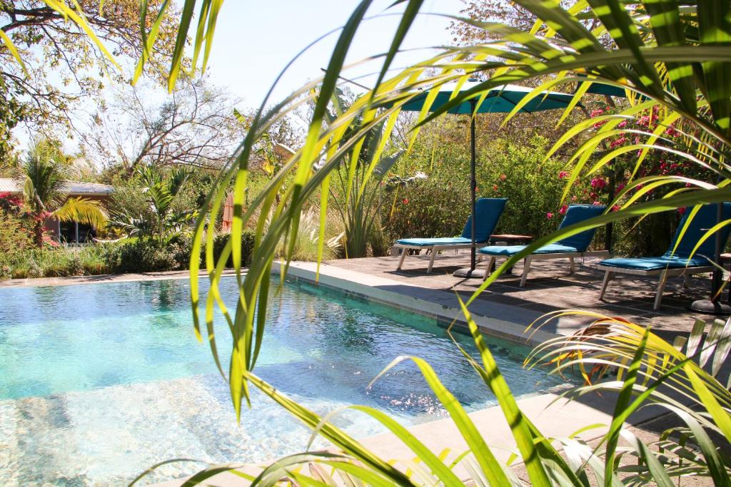 塔马林多Tee-K Lodge Tamarindo的一个带2把蓝色椅子和植物的游泳池