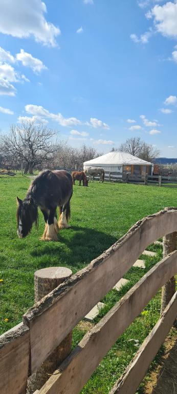 KozármislenyJurtarelax的围栏旁边的田野里放牧的马
