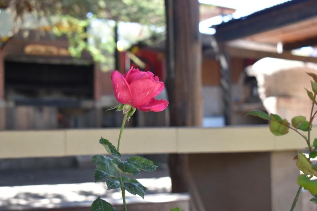 乌玛瓦卡La Rosarito的一座建筑物前的植物上,有粉红色的玫瑰