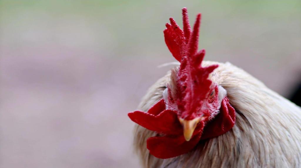FüzérradványPipi Vityilló的一只红头鸡的近距离接触