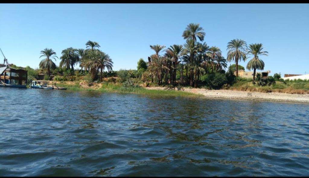 卢克索الاقصر的一片棕榈树和海滩的水域