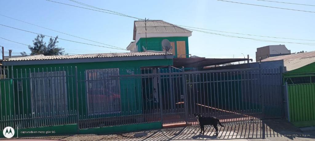 卡尔德拉Se arrienda departamento en caldera的一座绿色的建筑,一只黑狗站在大门后面