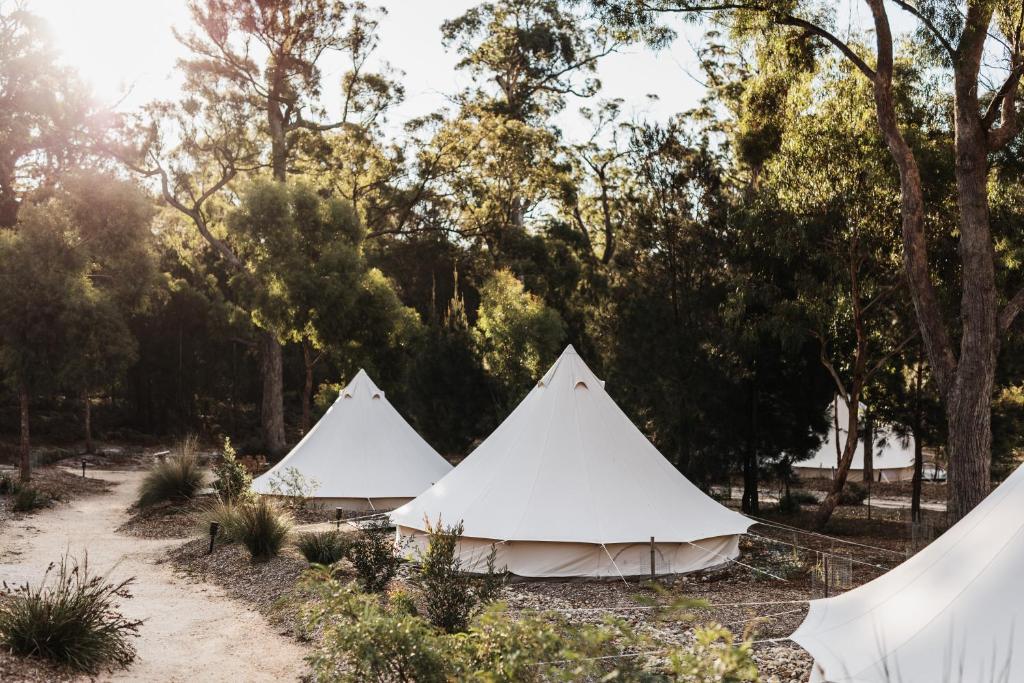 比那隆湾Bay of Fires Bush Retreat的两顶白色帐篷,位于树木林立的田野