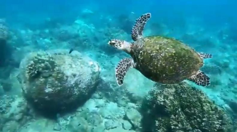 亭可马里Udayam guest的海龟在海洋中游泳
