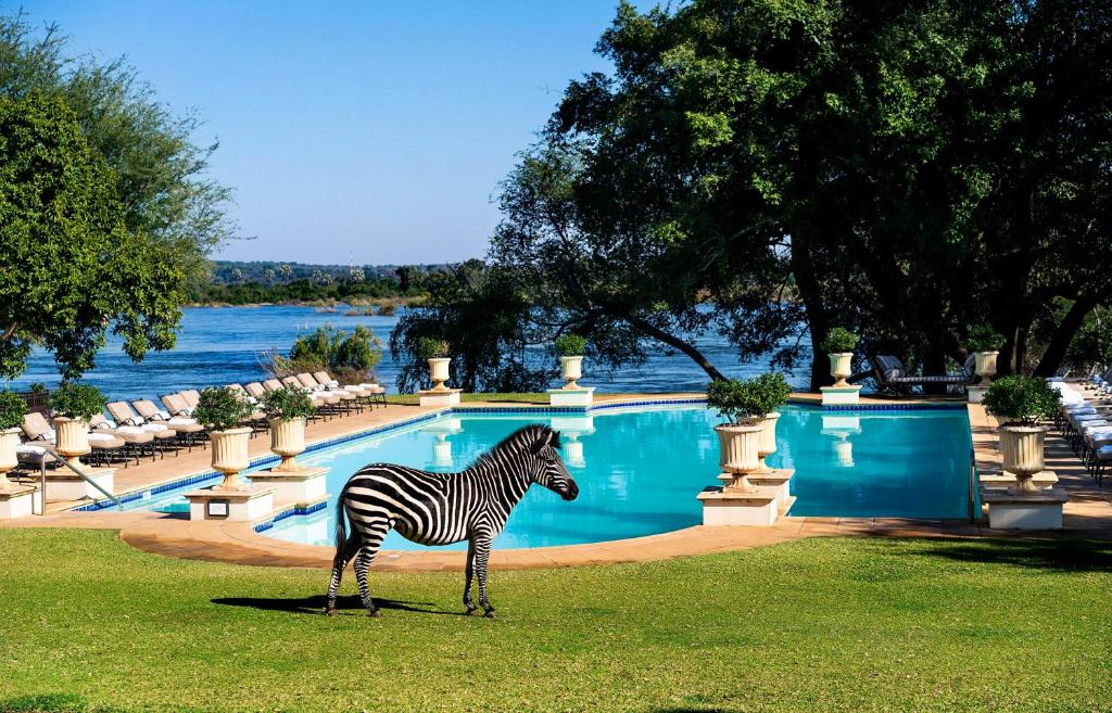 利文斯顿赞比亚维多利亚瀑布皇家利文斯顿安纳塔拉酒店的斑马站在游泳池附近的草地上