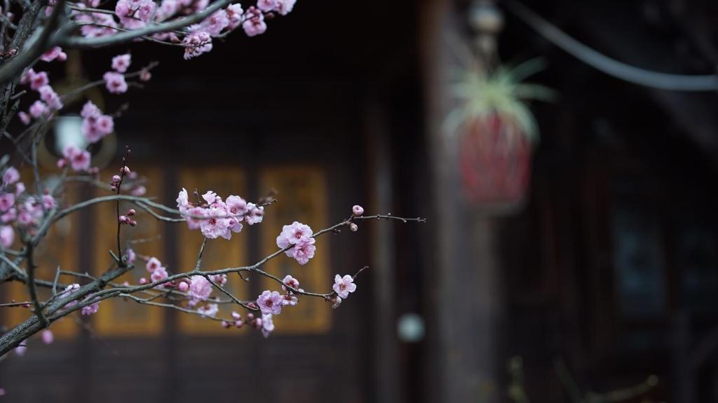 丽江丽江古城坨坨客栈的一座建筑物前有粉红色花的枝条