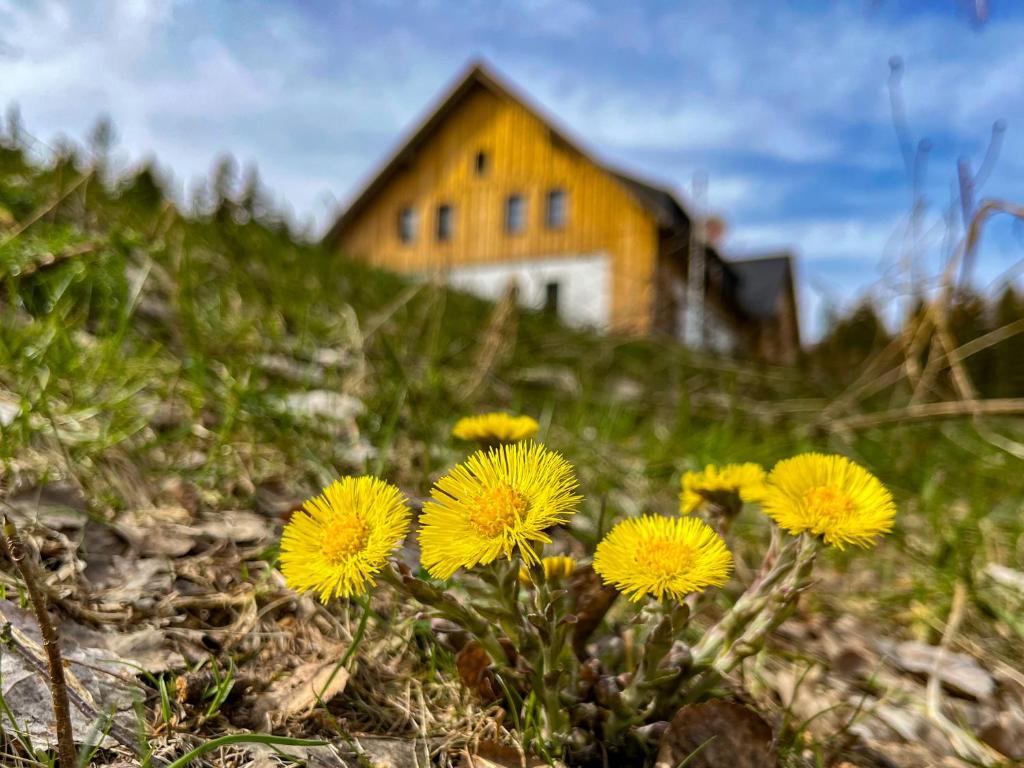 SmržovkaPod Špičákem的一座花朵黄色的小山顶上的房子
