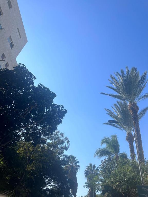 特拉维夫Hotel del europe的蓝天的棕榈树群