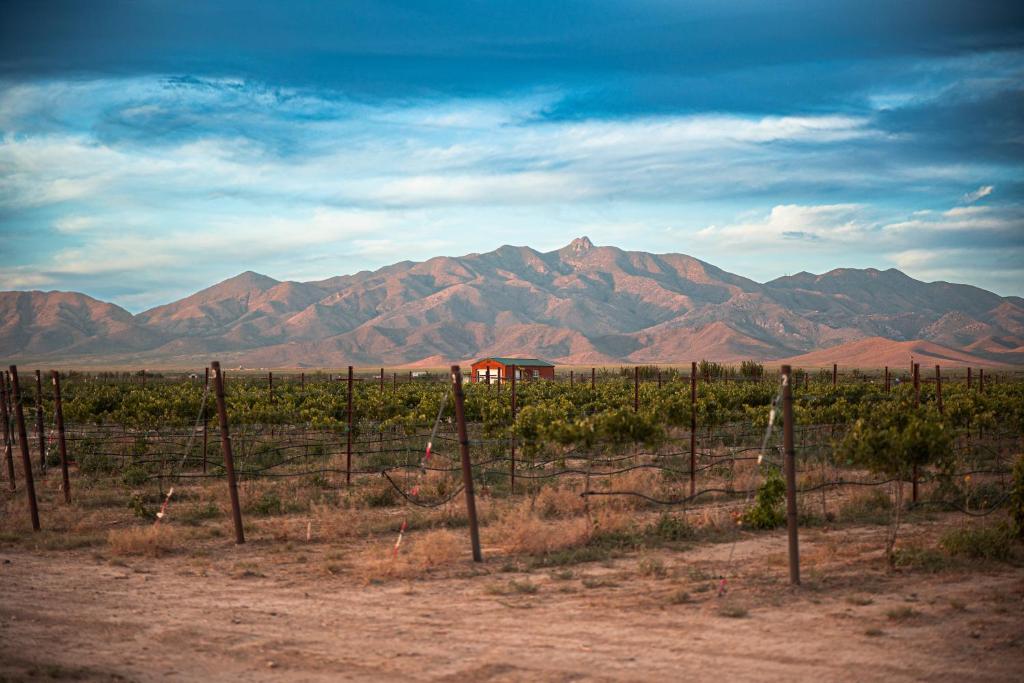 威尔科克斯Casa Barbera at Tirrito Farm的山地中间的葡萄园