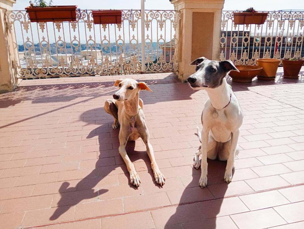 热那亚I MUSETTI的两只狗在天井上彼此相邻