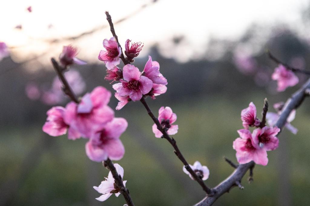 科米索Filuvespri的枝上一束粉红色的花