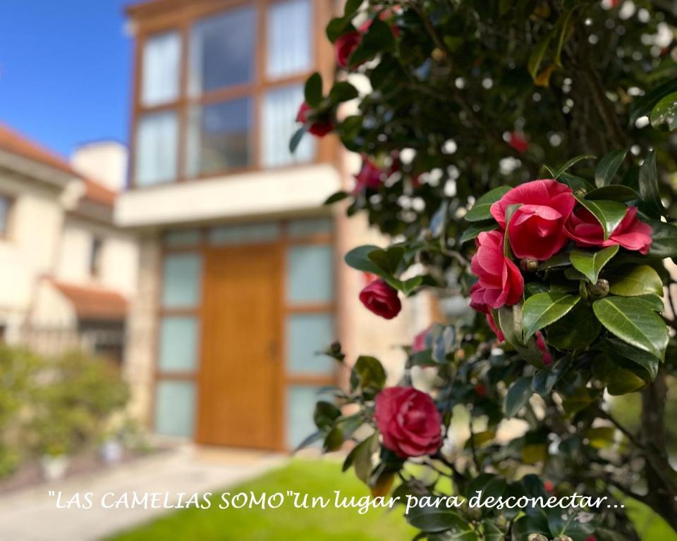 擞莫"LAS CAMELIAS SOMO" un lugar para desconectar!! Vistas al MAR!!的房子前面的红玫瑰灌木丛