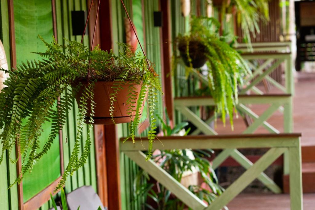 ManacapuruManati Lodge的挂在墙上的一束盆植物