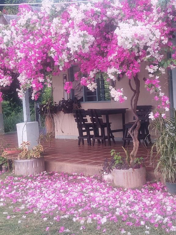 圣玛尔塔Cabaña Ecoturismo Los Mangos的庭院内种有粉红色和白色的花朵