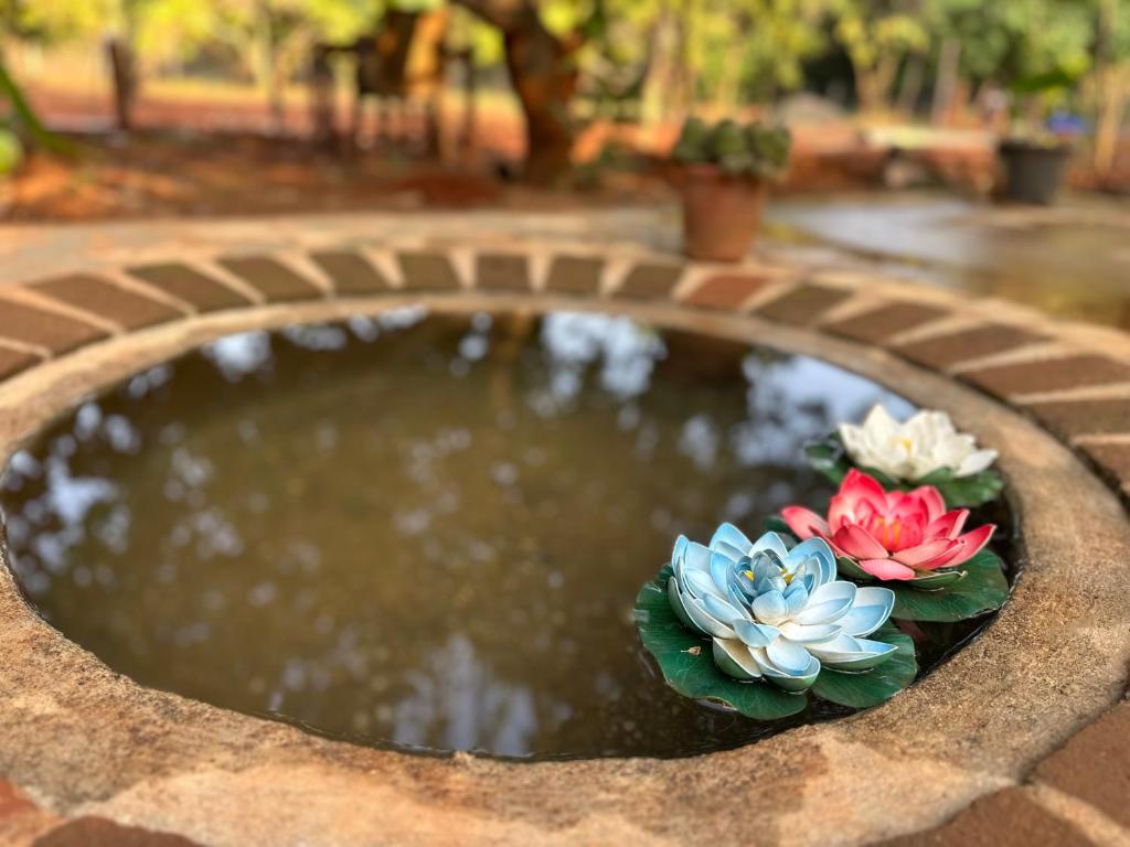 黎明之村Lotus Garden - Near Matrimandir Center Auroville的一个小池塘,里面放着三朵花