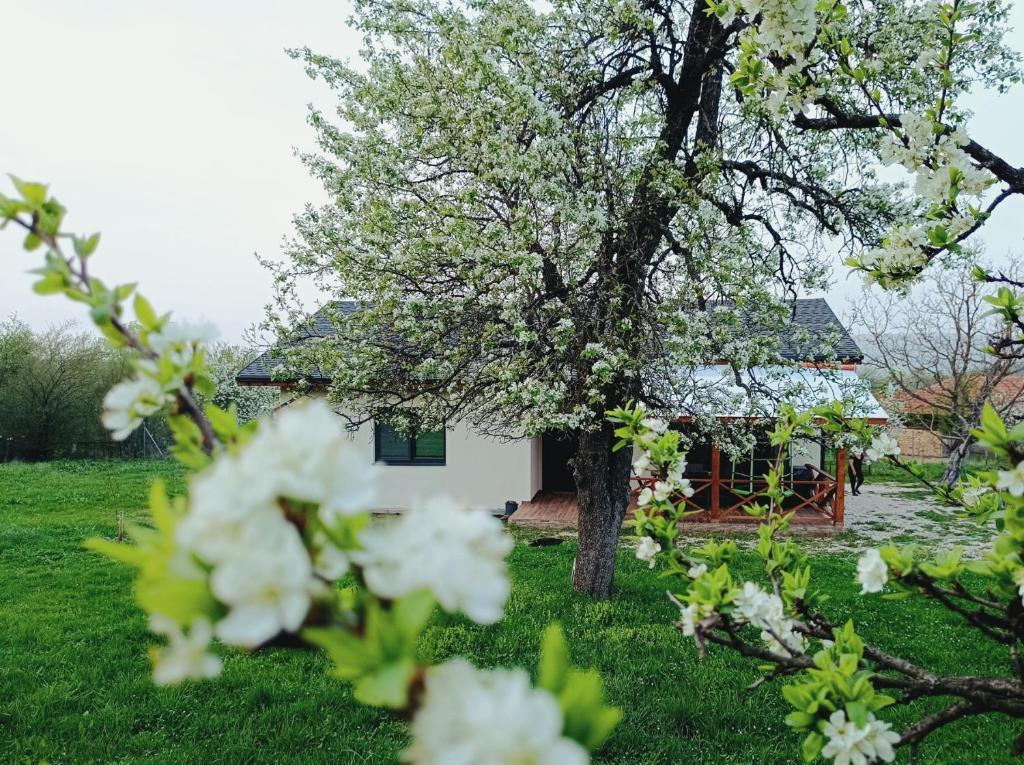 Къща за гости Софаш的白房子前面的苹果树