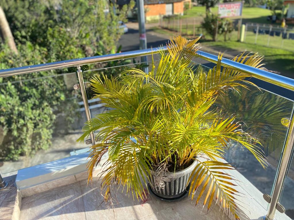 HigueyApartaHotel El Bonao的坐在阳台顶部的盆栽植物
