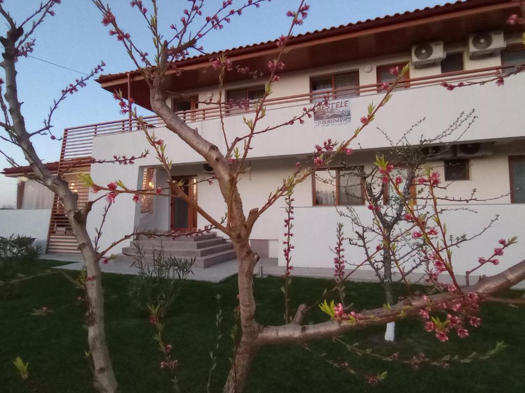 穆里吉奥尔Pestele Ca Odinioară的前面有一棵树的房子