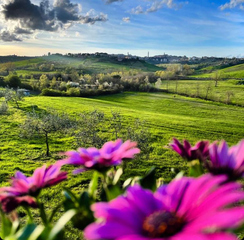 锡耶纳Agriturismo La Corte del Sole的前景中一片粉红色花田