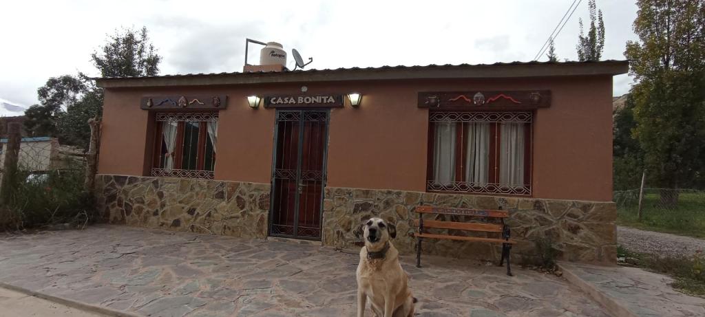 JuellaCasa Bonita的狗坐在房子前面