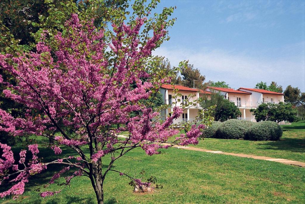 梅杜林梅杜林艾皮妮假日公园的院子里一棵紫色花的树