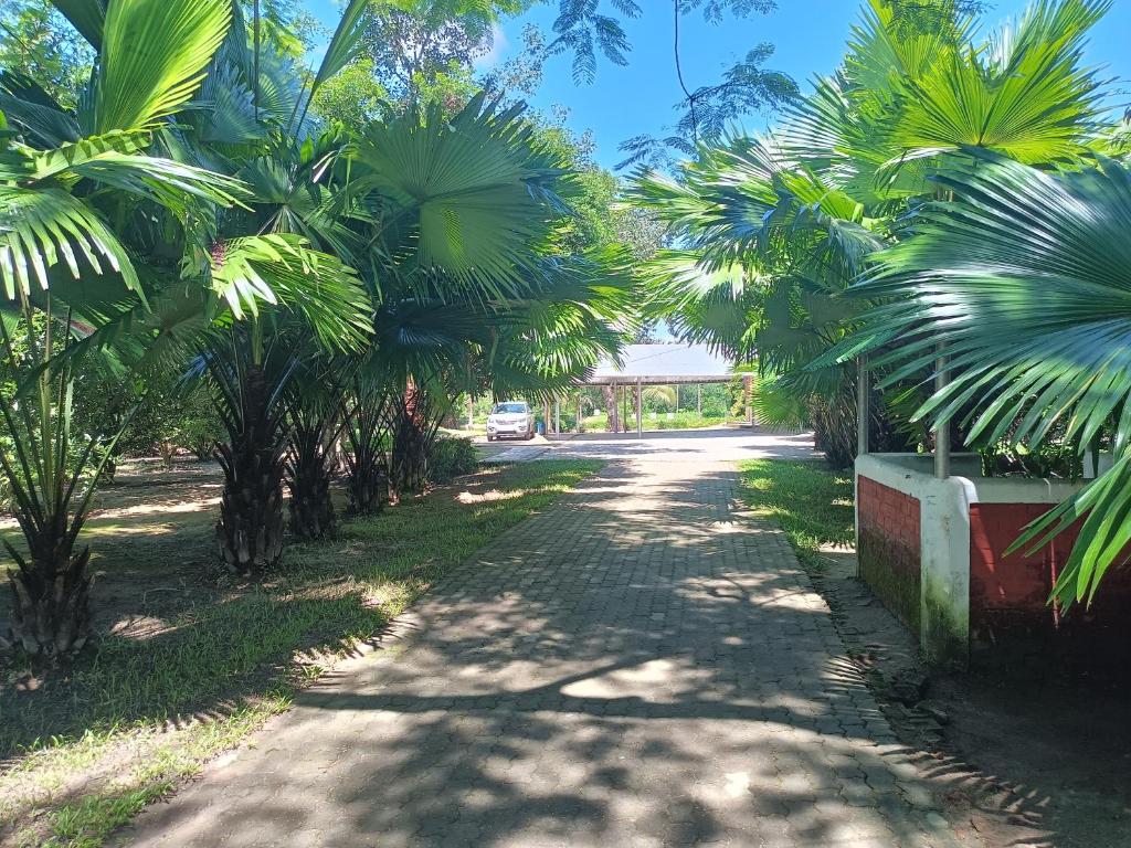 MākumChai Seeds Resort的一条棕榈树在路边