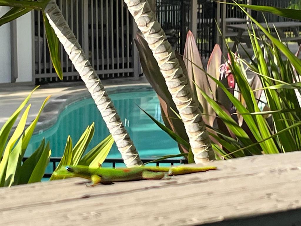 科纳Your Slice of Paradise in Kona的游泳池旁的 ⁇ 上的一个蜥 ⁇ 