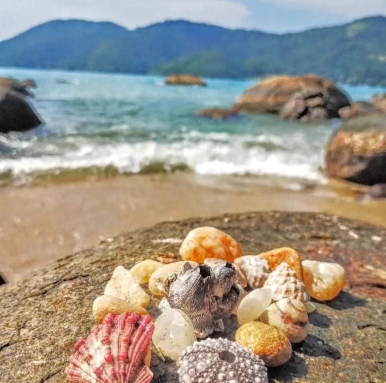 乌巴图巴Pousada Mar Suites Toninhas的海滩上一块岩石上的一群贝壳