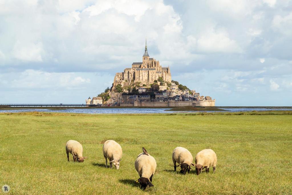Huisnes-sur-MerVue unique sur le Mont St Michel的一群羊在城堡前的田野上放牧