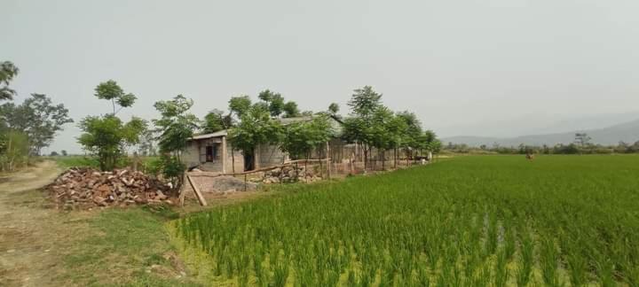 DebichaurGadyauli Village的绿色田野中间的房子