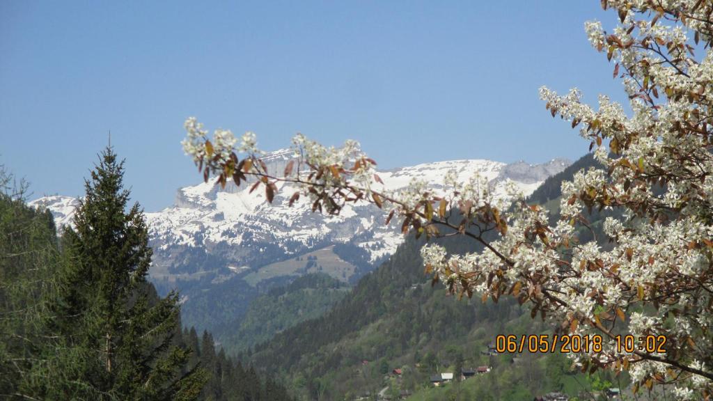 莱迪亚布勒雷Beautiful appartment in Les Diablerets的从树上可欣赏到雪覆盖的山脉景色