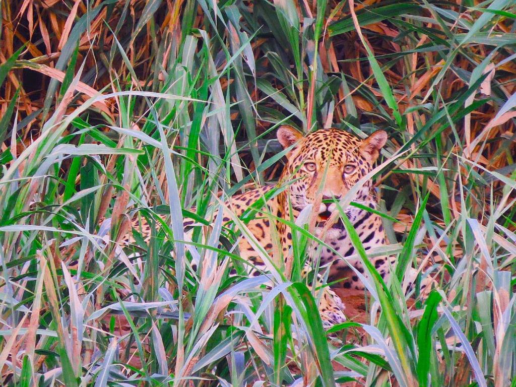 TambopataTambopata Ecolodge的豹子坐在高大的草上