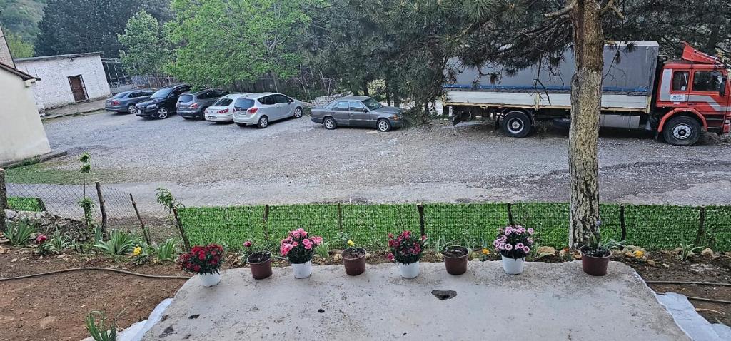FierzëBorbardha dhe 7 xhuxhat / Snow white and 7 dwarfs的一堆盆栽植物坐在水泥桌旁