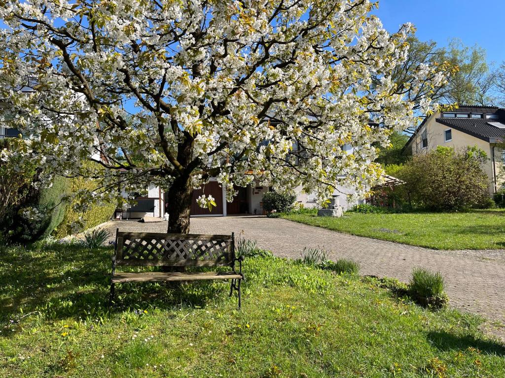 乌尔丁根-米赫尔霍芬Ferienwohnung am Kirschbaum的坐在树下,花白的公园长凳