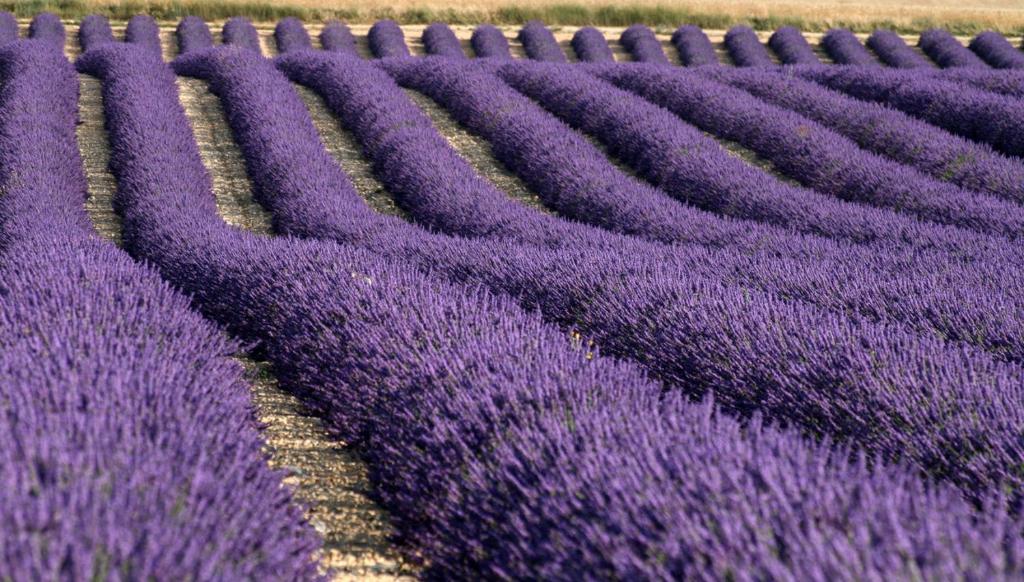瓦朗索尔La Provençale ..的田野中的一大堆薰衣草田