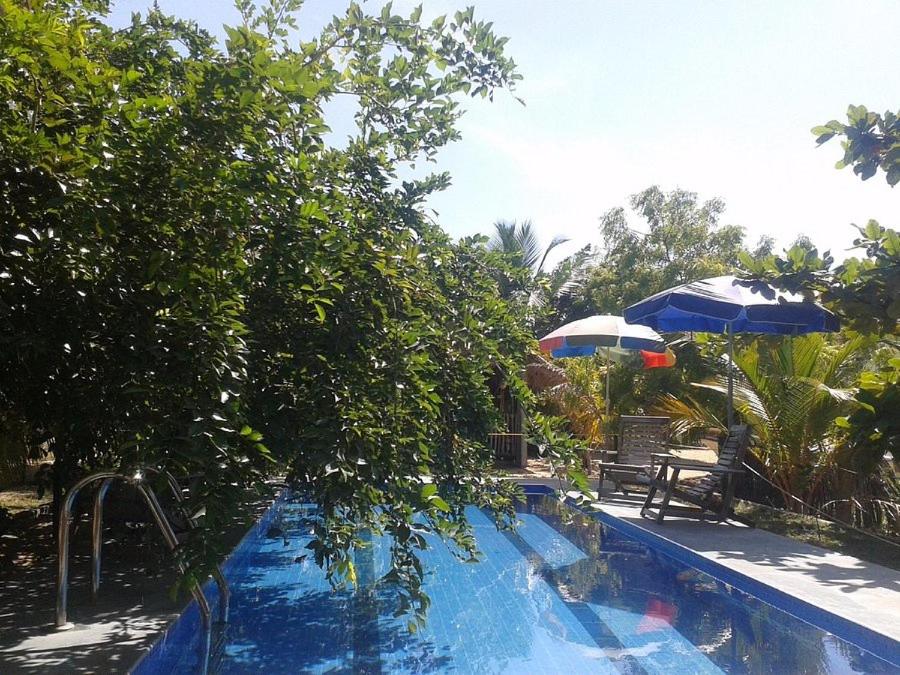 拜蒂克洛DEEP SEA RESORT PADI DIVE CENTER的一座带树和遮阳伞的游泳池