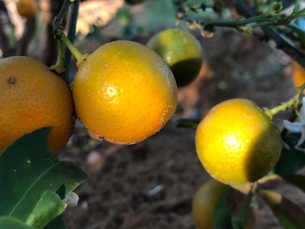斋浦尔The Bainada farm的挂在树上的一束橙子