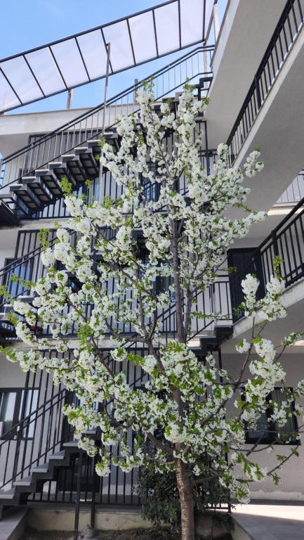 哥里KHORGO的建筑物前有白色花的树