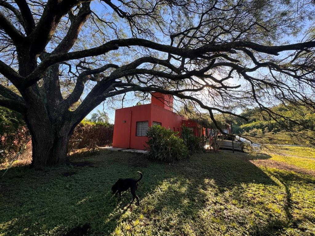 维拉阿连德La casita anaranjá的一只黑狗站在红楼旁边的草上