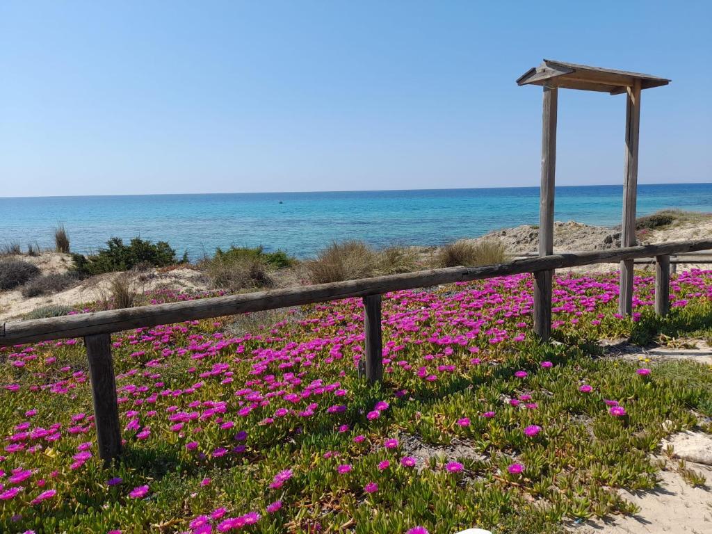莫尔恰诺迪莱乌卡Casa a due passi dal mare Salento的海滩上一片粉红色的鲜花
