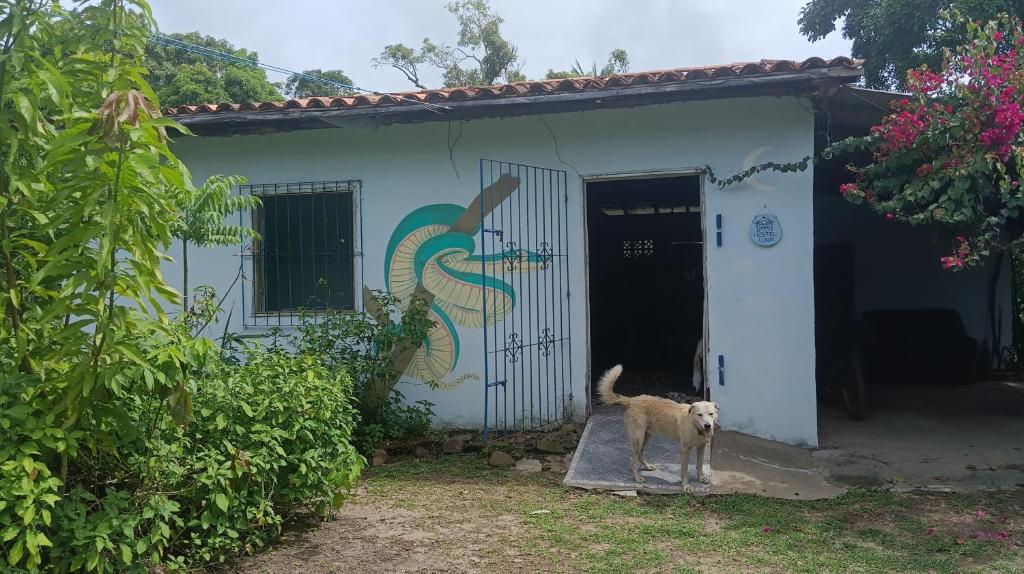 索雷Eco Hostel Lunar的站在房子前面的狗