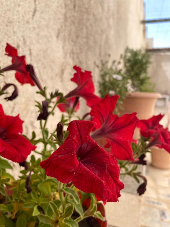 康斯坦丁Hostel le Rhumel的花瓶里一群红花