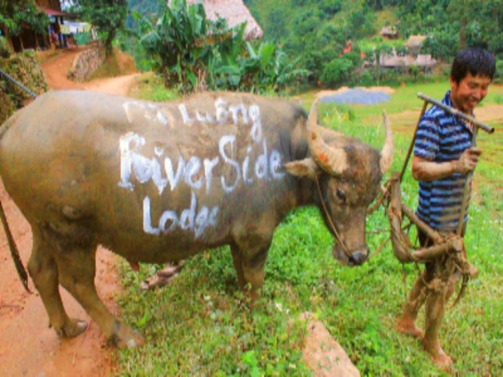 Hương Bá ThướcPu Luong Riverside Lodge的站在公牛旁边写着书的人