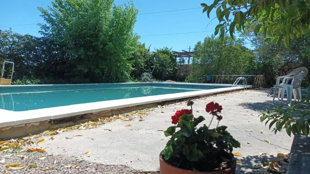 莱里达Marina的庭院里的一个游泳池,种植了植物