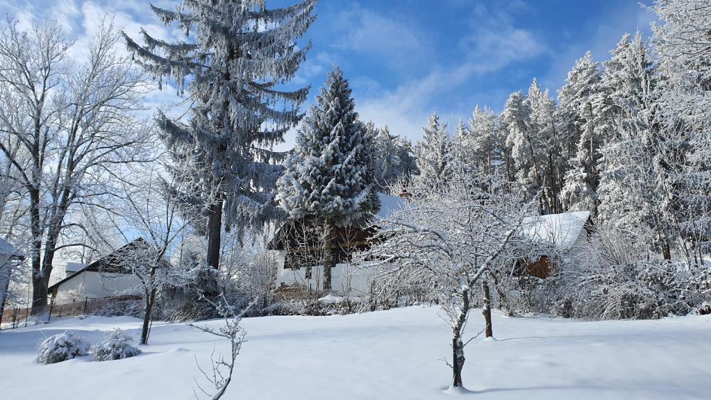 VacovMalebná chalupa u Javorníku na Šumavě的一座有树木和房子的雪地庭院