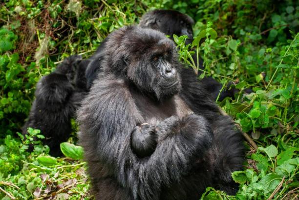 卡巴莱Parc des Gorilla Explorers Uganda Ltd的坐在草地上的猴子
